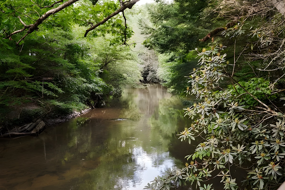 The creek sings softly, inviting you to breathe deeper, wander slower, feel more.