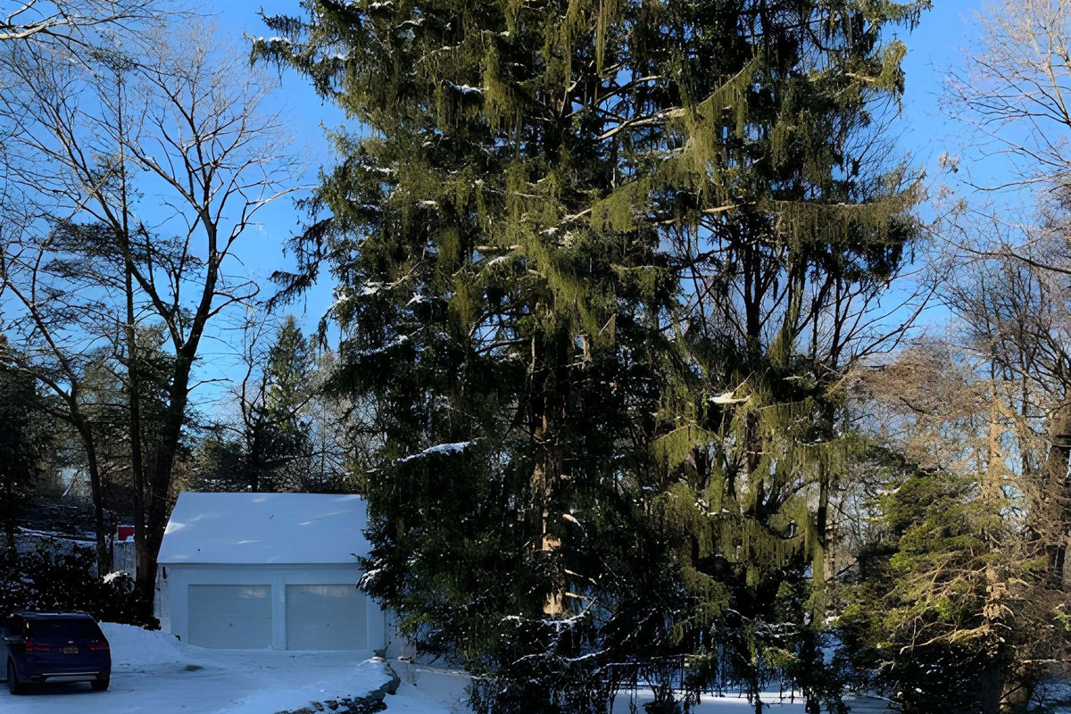 Backyard on a snow day 