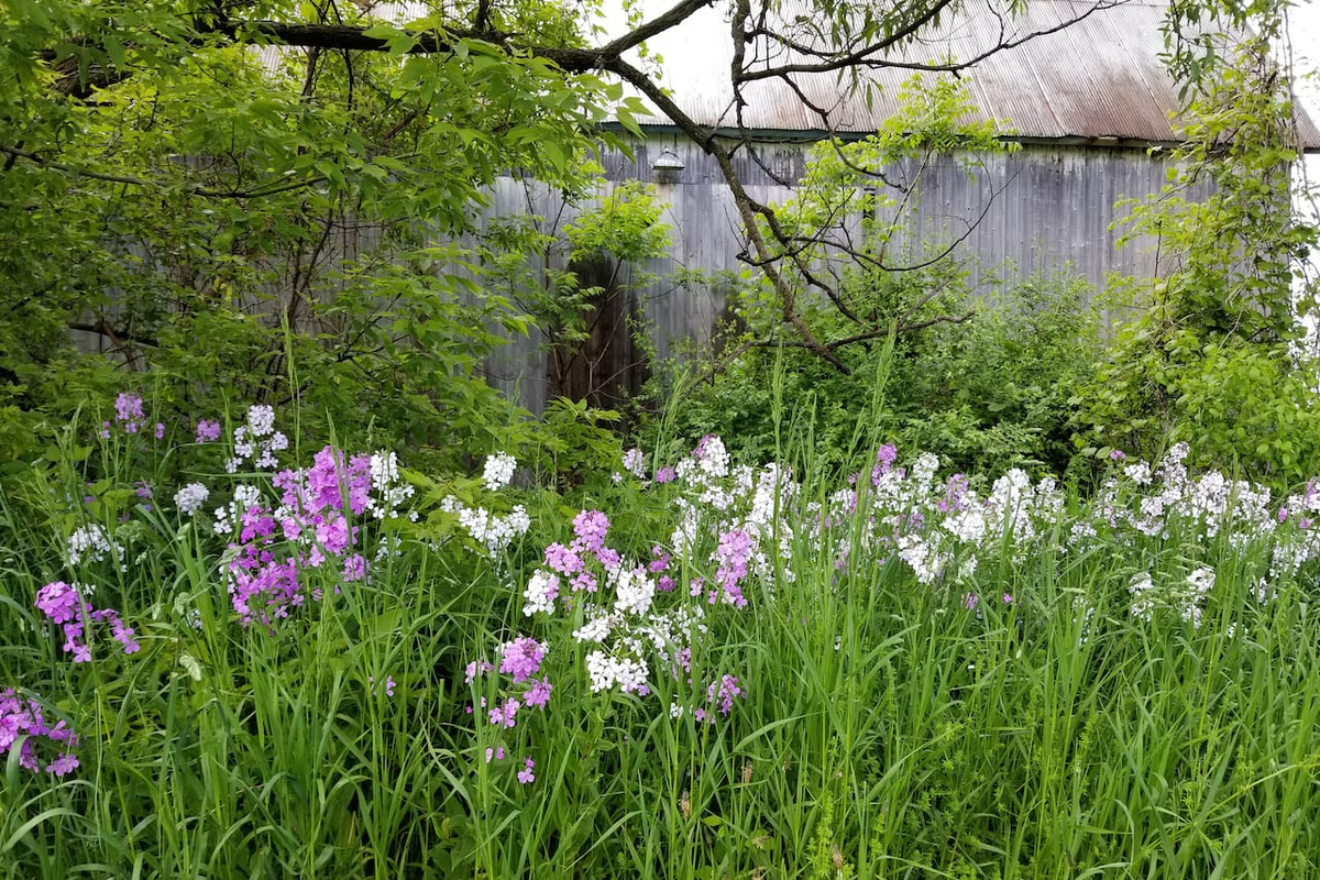 Wild flowers 