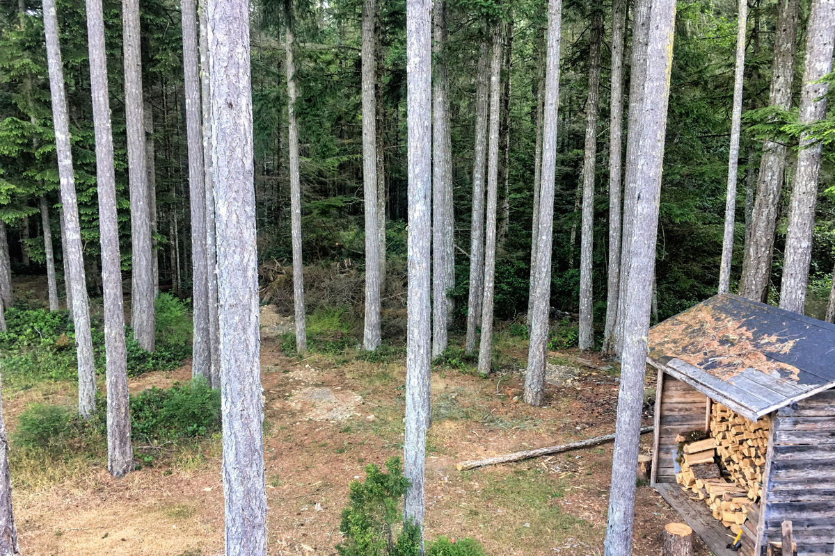 Our woodshed and the view of the Forest
