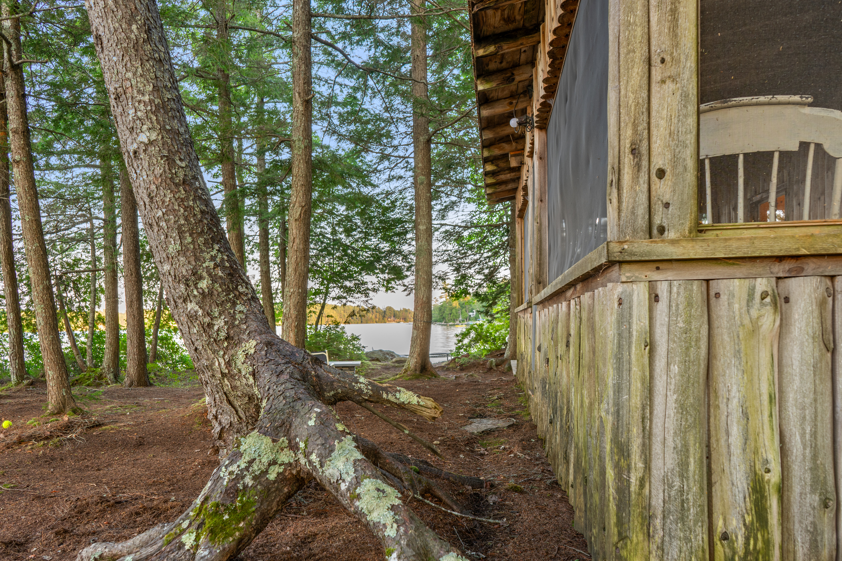 Nature embracing history at Loonrise Point! Decades of pine growth and mossy roots intertwine with weathered 1960s cedar siding outside the screened porch. An authentic, timeless private peninsula setting on Beech Hill Pond in Otis, ME.