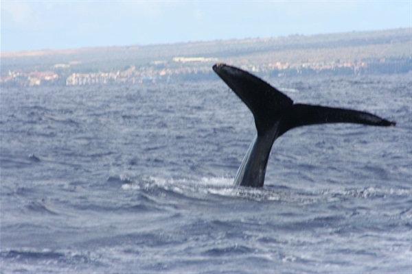 Yes, you can see whales playing offshore from your lanai during the season 