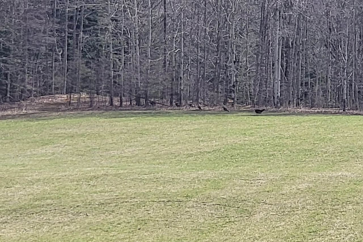 Turkeys in the field 