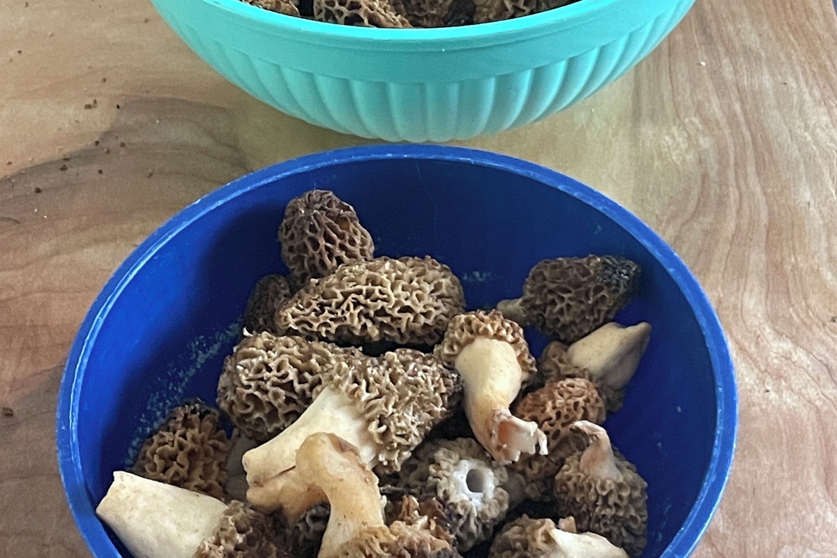 Morel mushroom picking in the spring