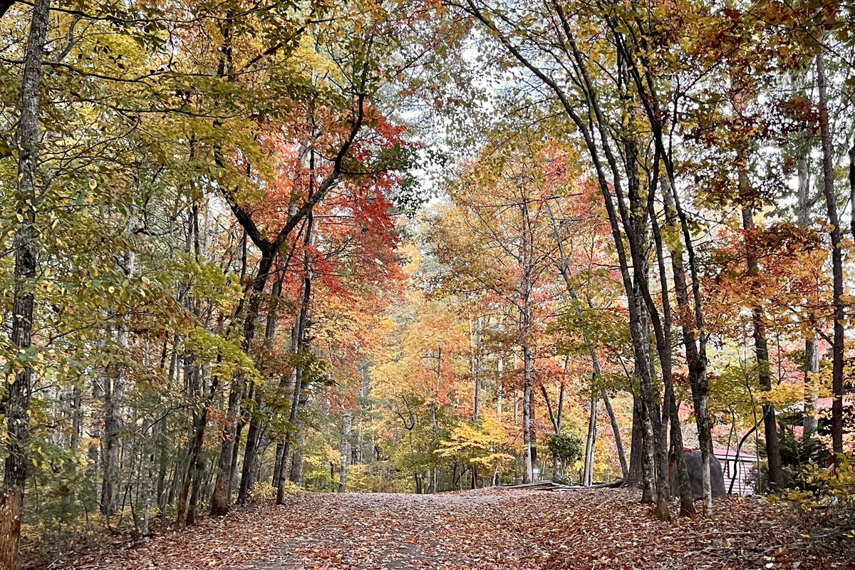 Spectacular drive in to Bear-Foot Hideaway (taken in 2023)