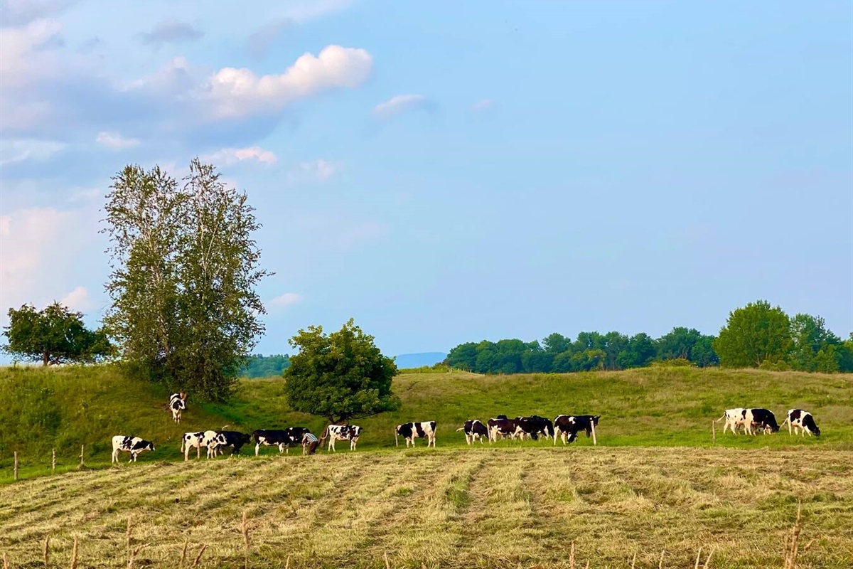 Holstein Cows.