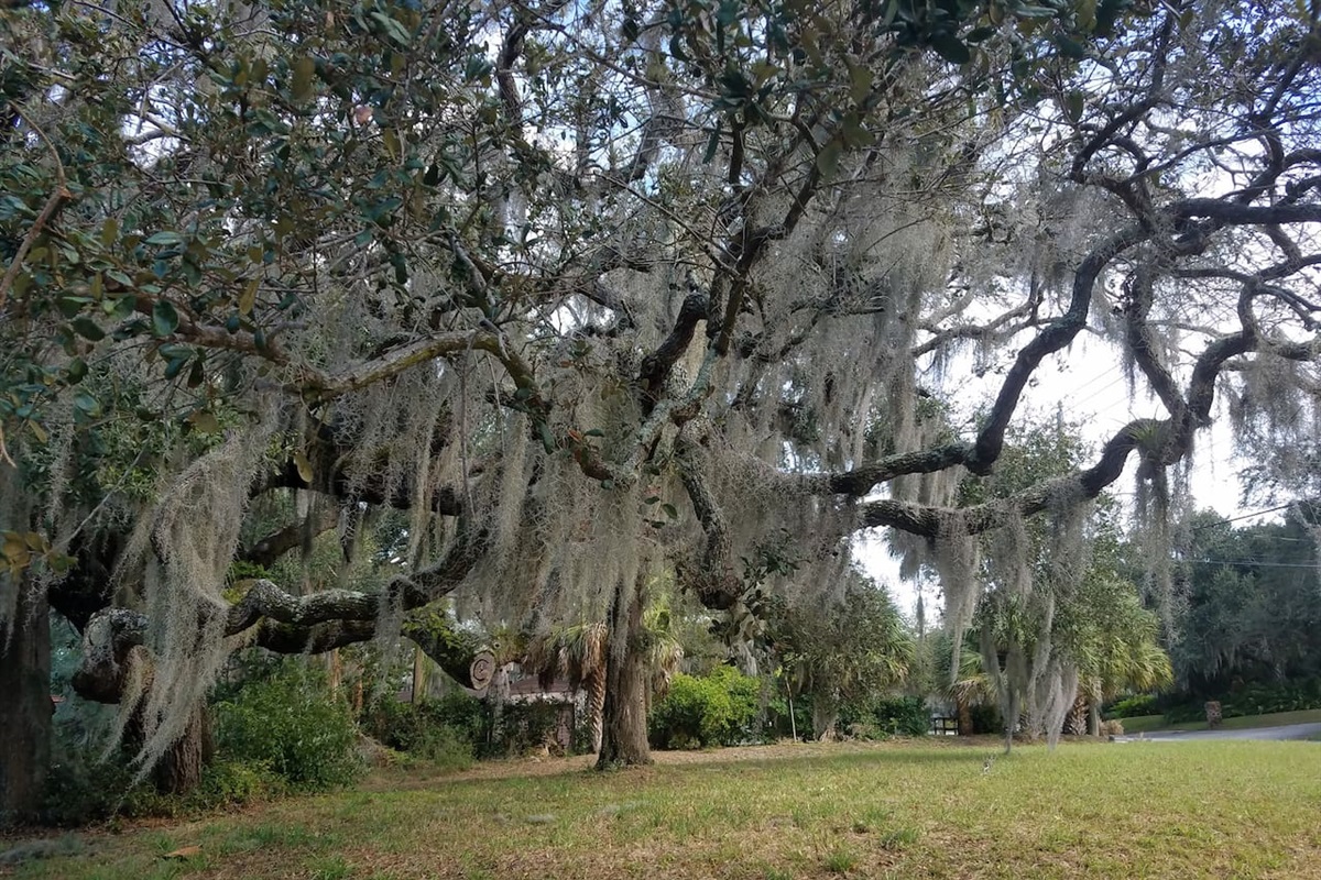 Large 1.2 Acre Property with Historical Oak Trees