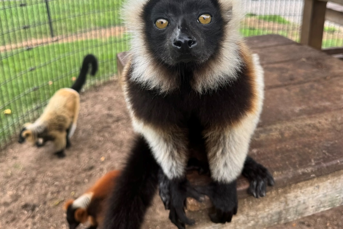 Get ready for some mischief! Our playful lemurs are waiting to entertain you. 
