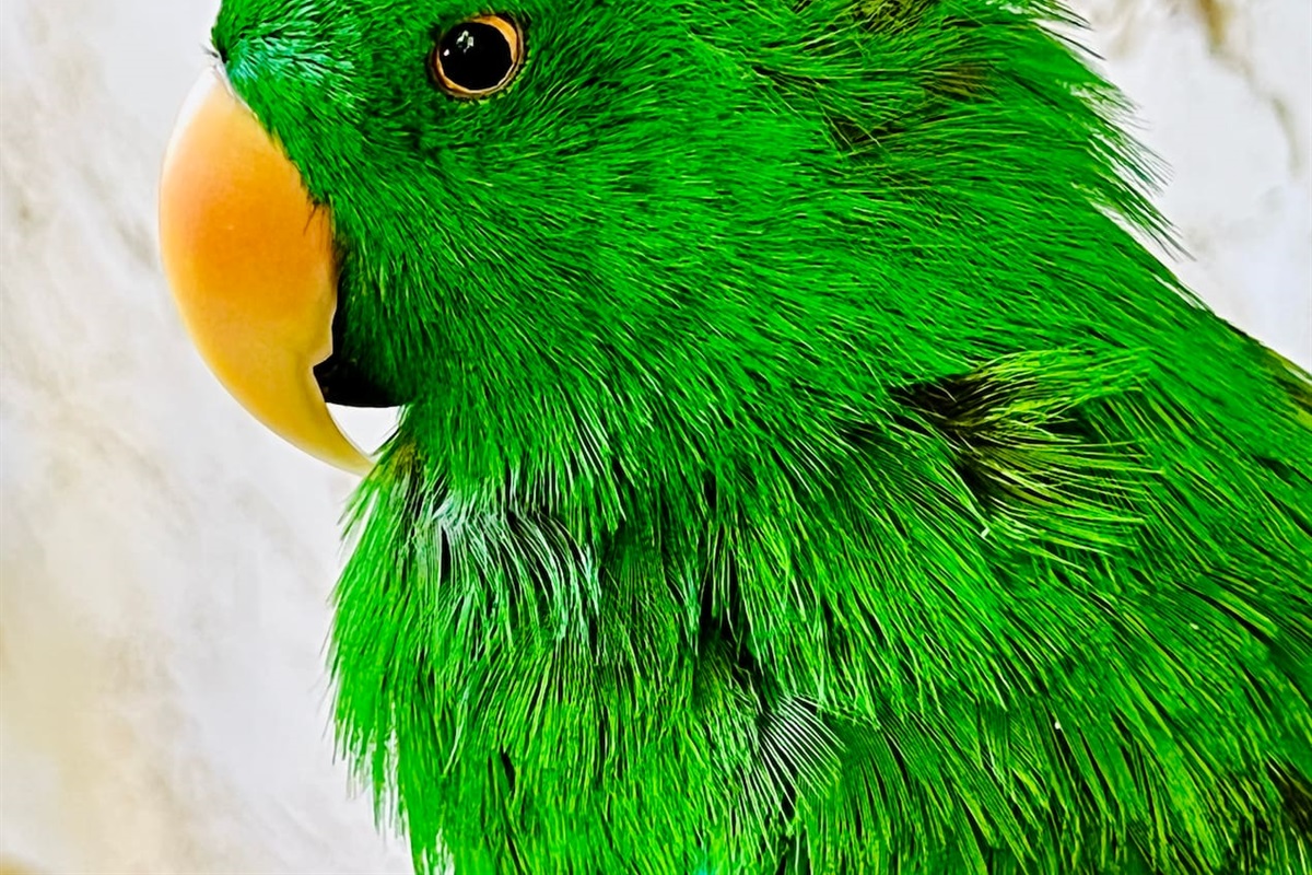 Parrot Mountain is by far one of the coolest places you can visit in Pigeon Forge.