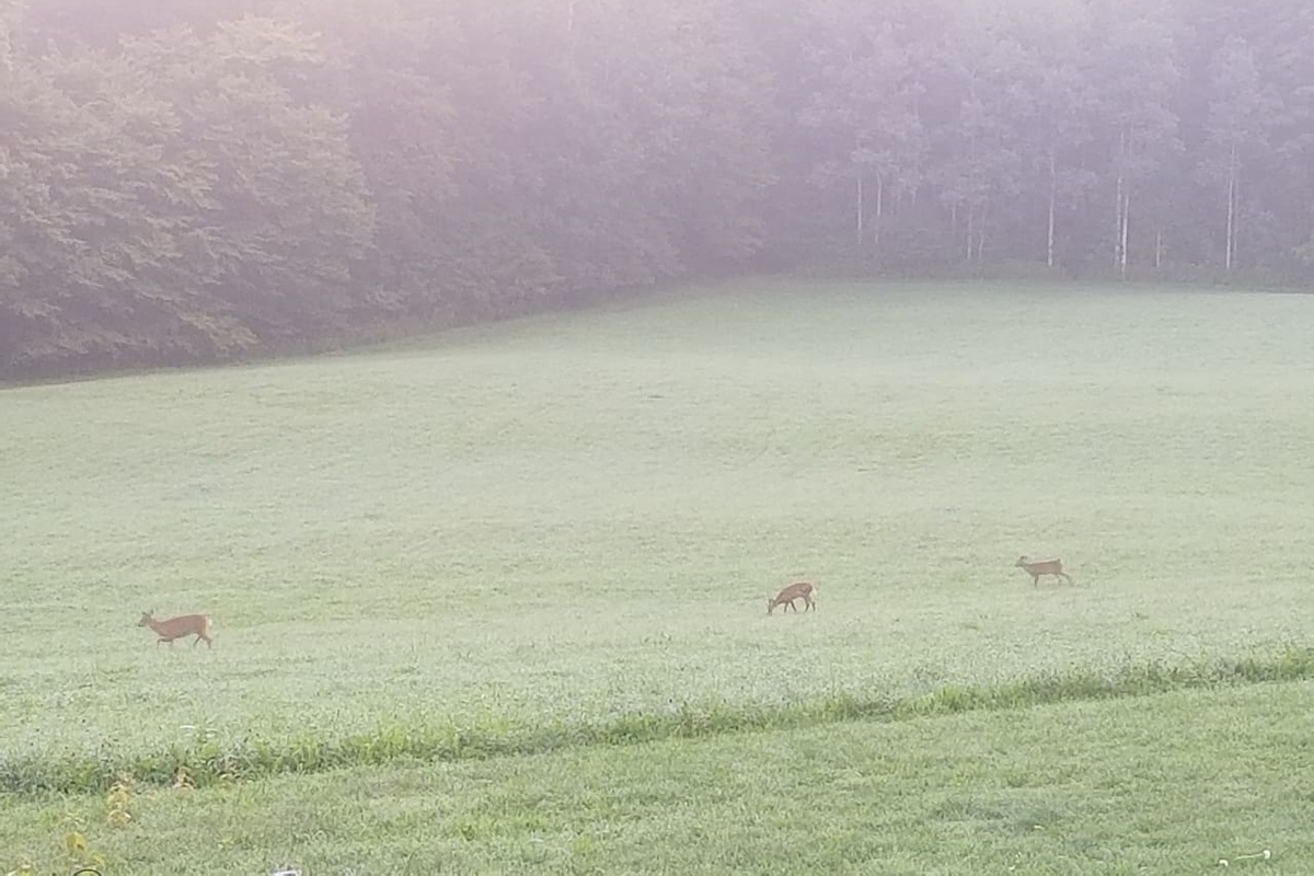 Common to see wild life from balcony