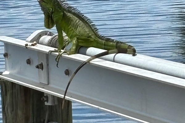 One of our friendly neighbors using the boat lift for some sunshine