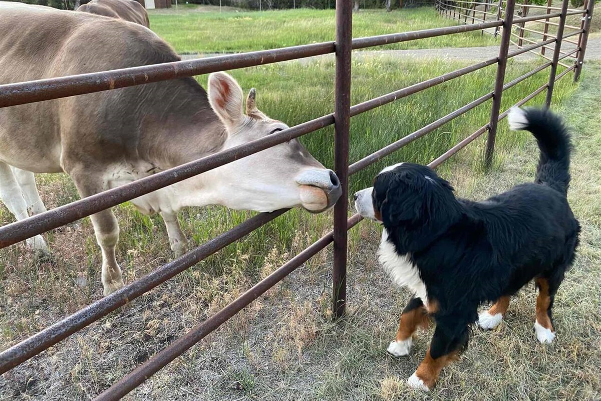 Grazing cattle are often right on the property &mdash; a true taste of everyday Montana ranch life.