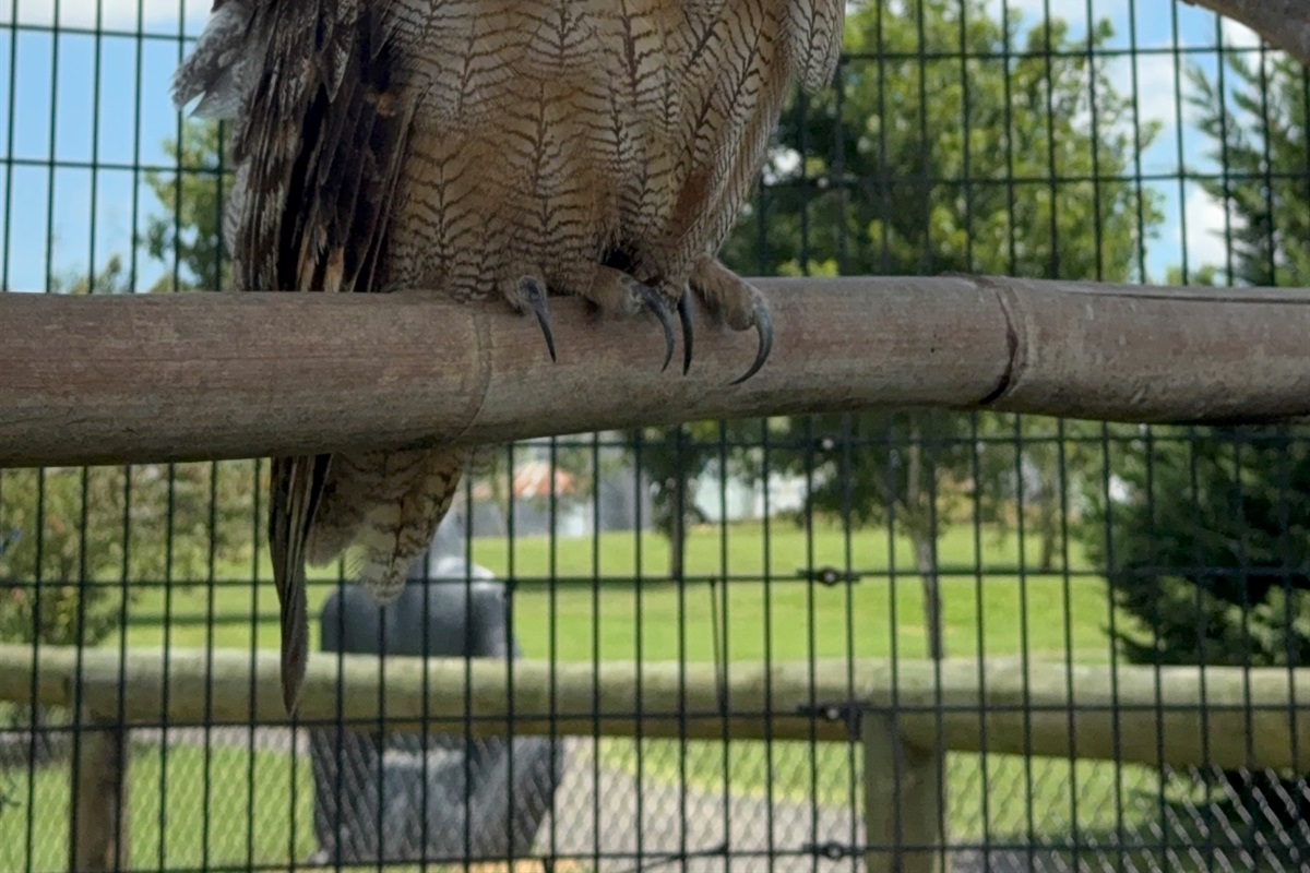 Observe the wisdom and beauty of our majestic owl!