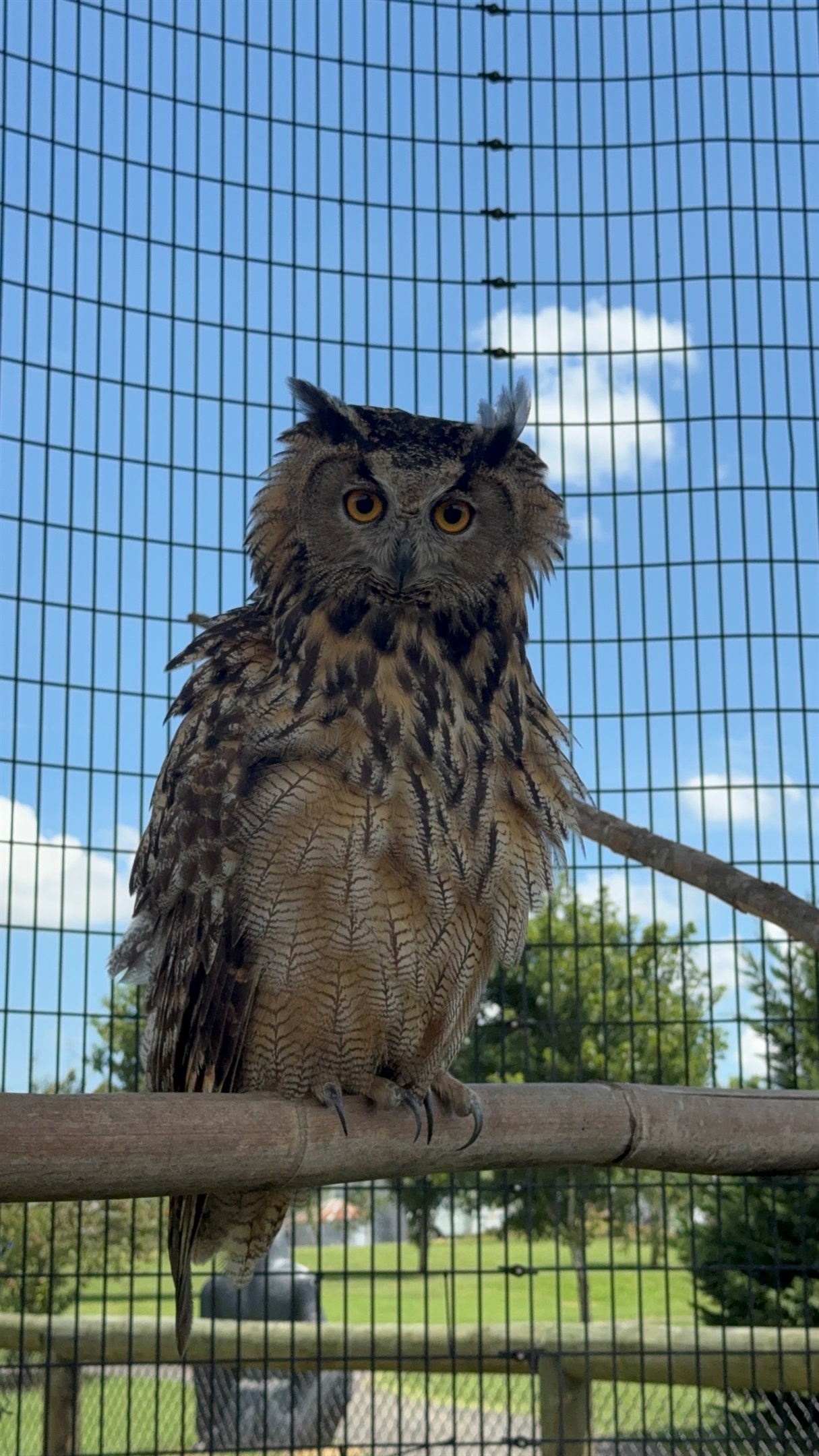 Observe the wisdom and beauty of our majestic owl!