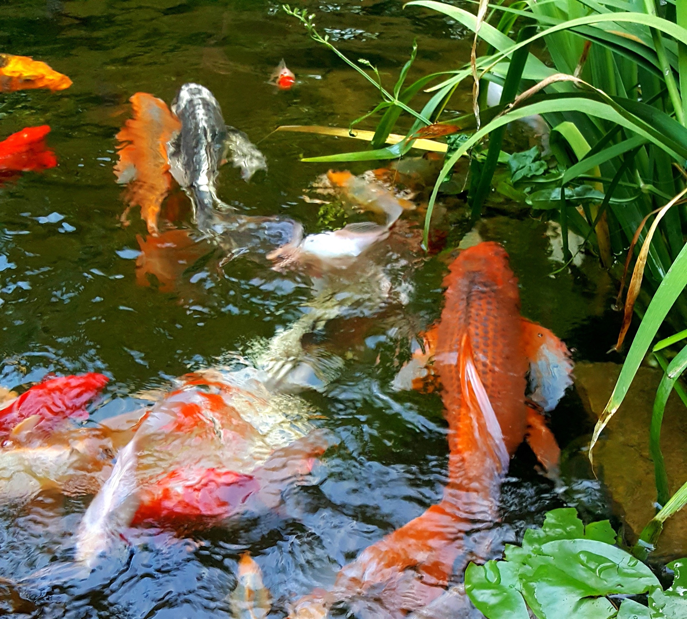 The best start to your day, Koi, coffee, and sunshine on your face.