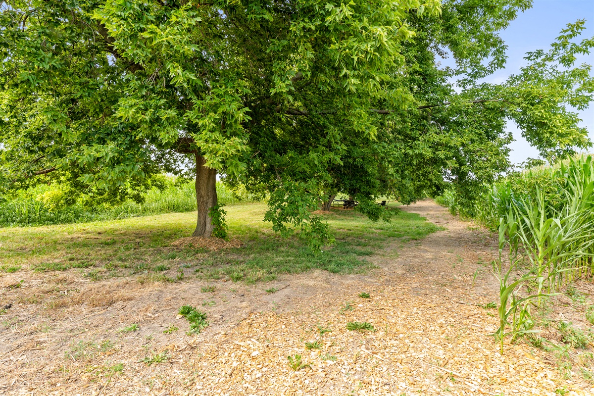 Escape the sun under the canopy of mature trees lining the property’s walking trail to the shady Grove behind the house.