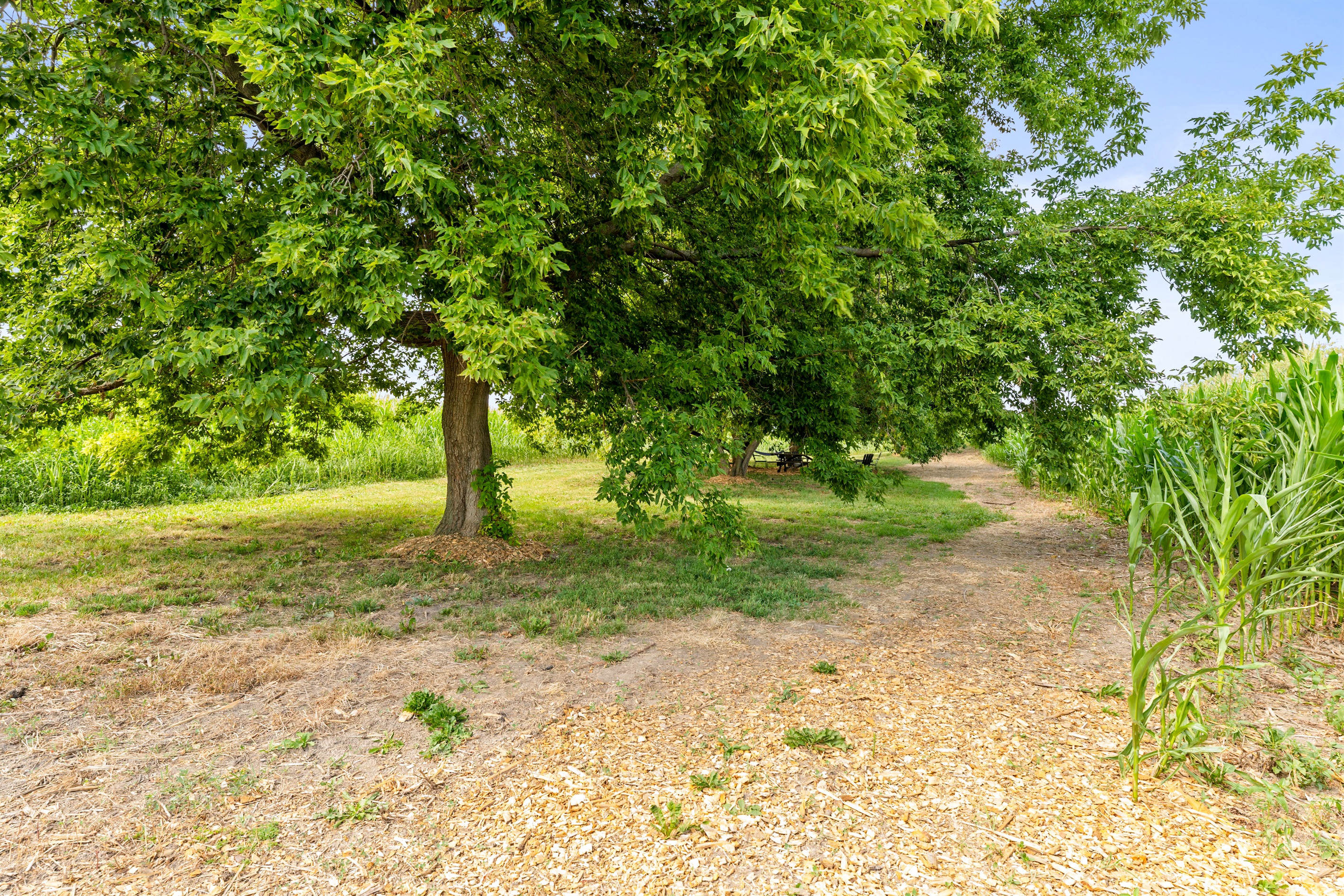Escape the sun under the canopy of mature trees lining the property’s walking trail to the shady Grove behind the house.