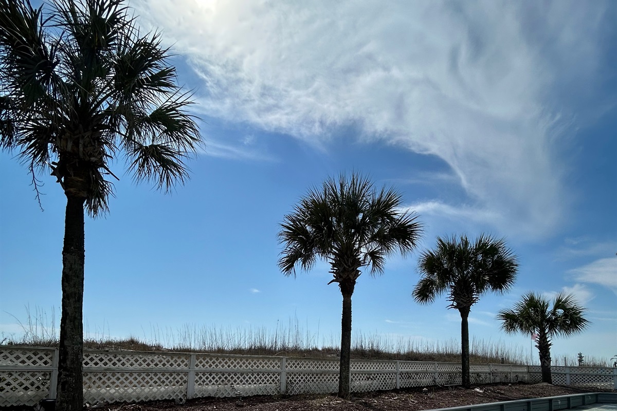 Pool deck lined with beautiful palm trees