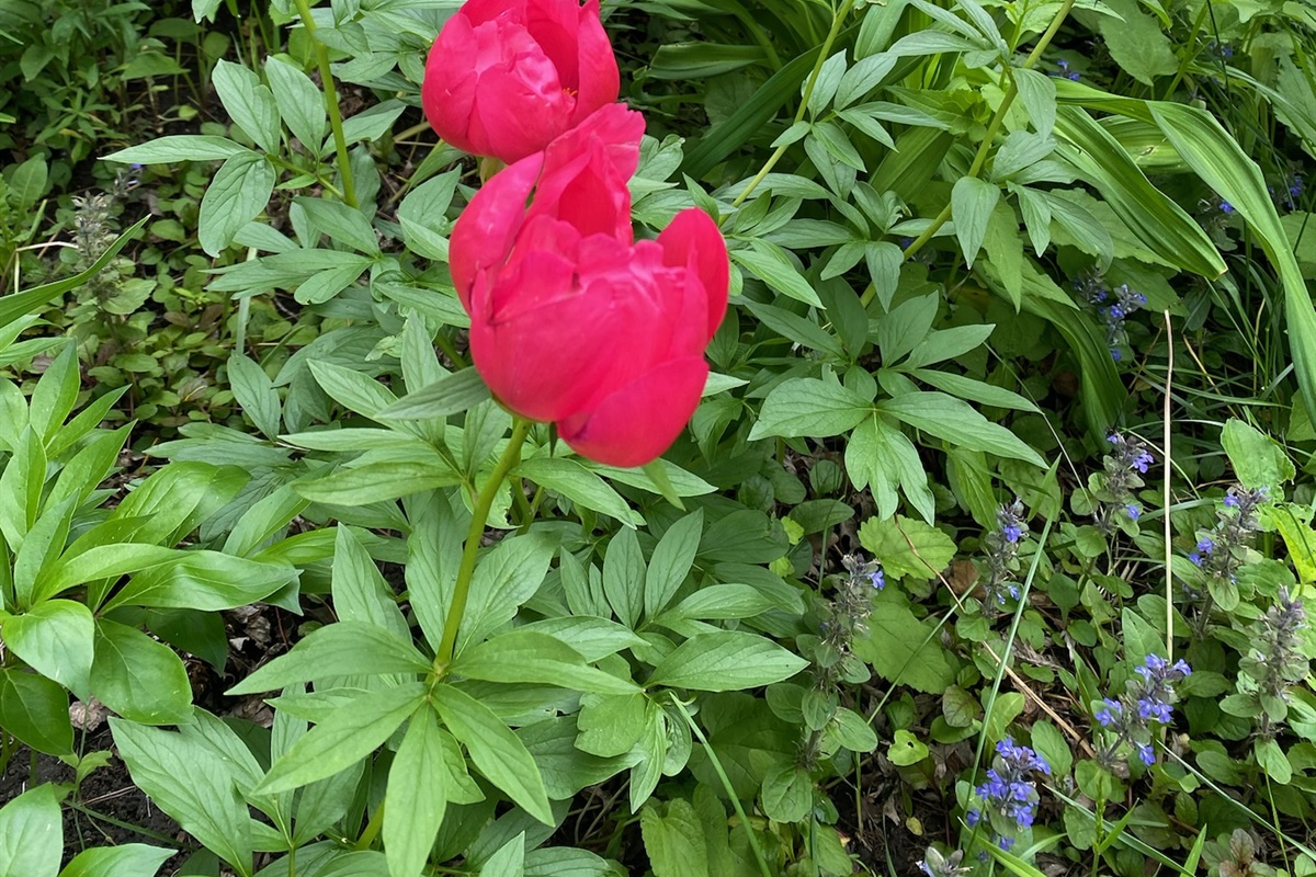 Spring is in the air!