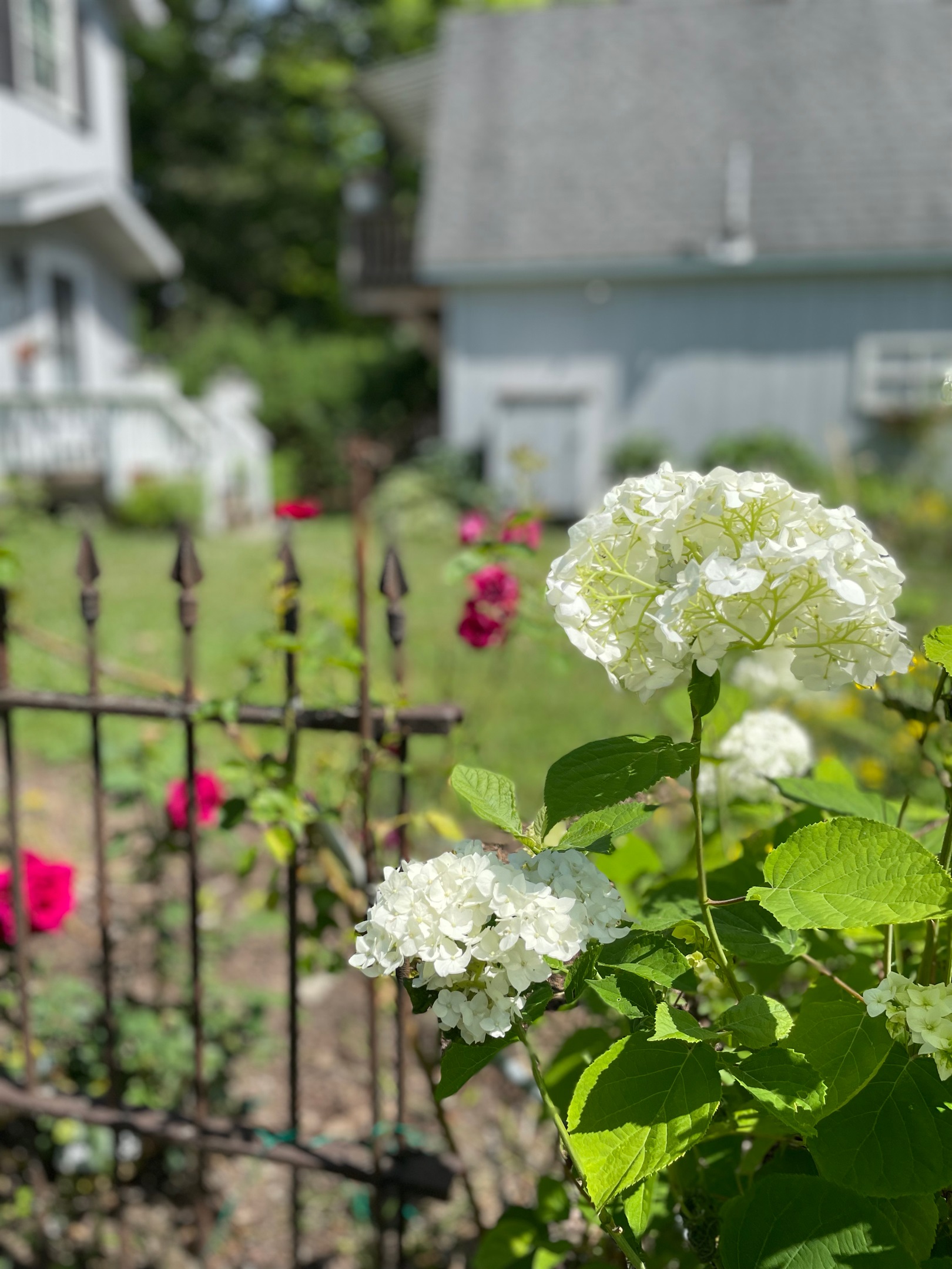 Hydrangea flowers