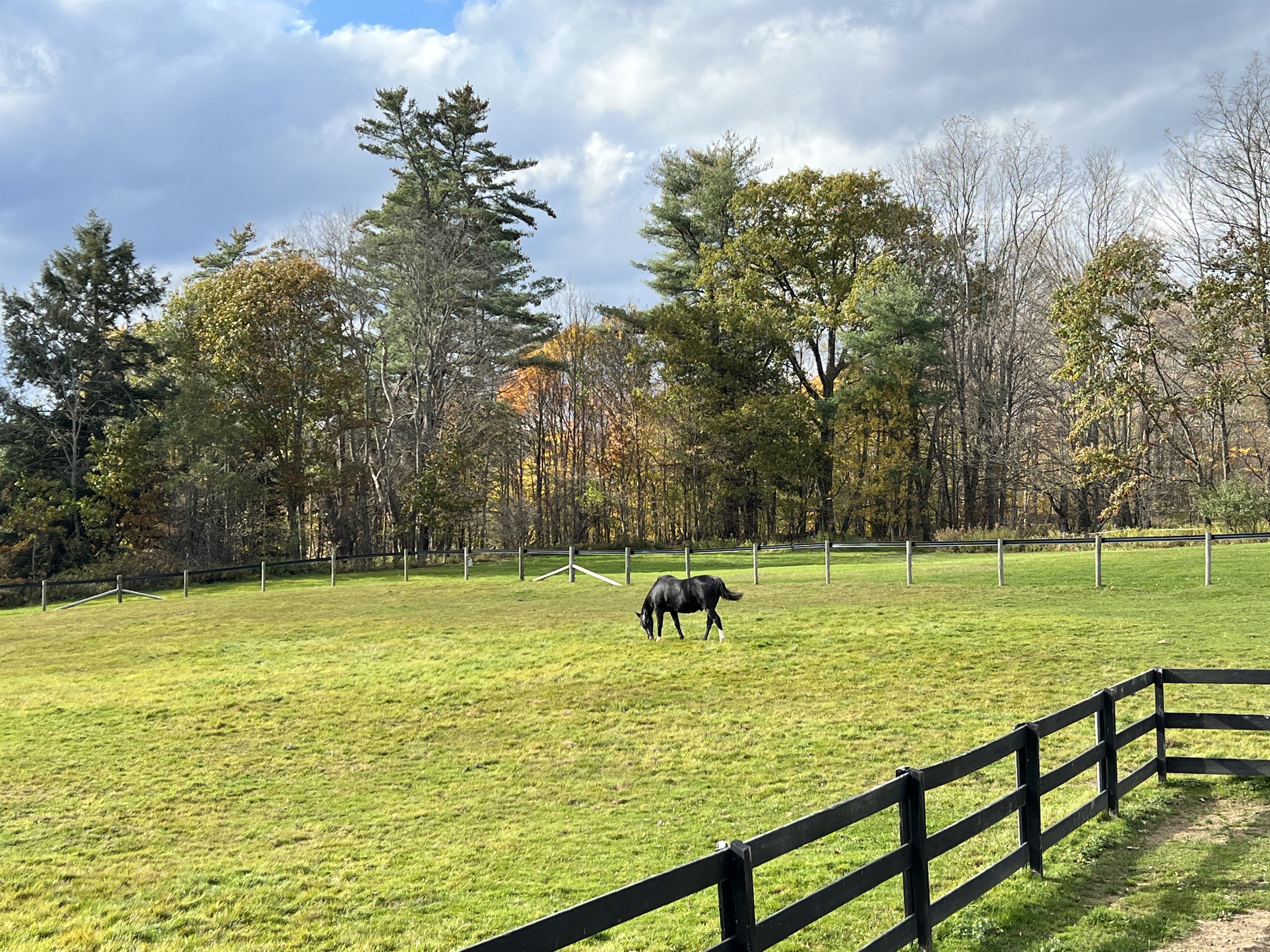 Horse Haven horse grazing in the pasture