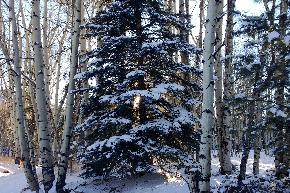 Early snow