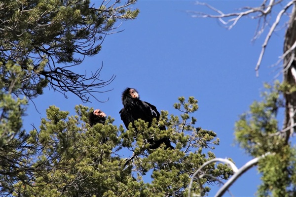 California condors perched in some trees near the Convertible A-Frame cabin.  There is a nesting pair of condors that live in Zion national Park, they can be seen flying over head, they nest near Angels Landing in Zion.