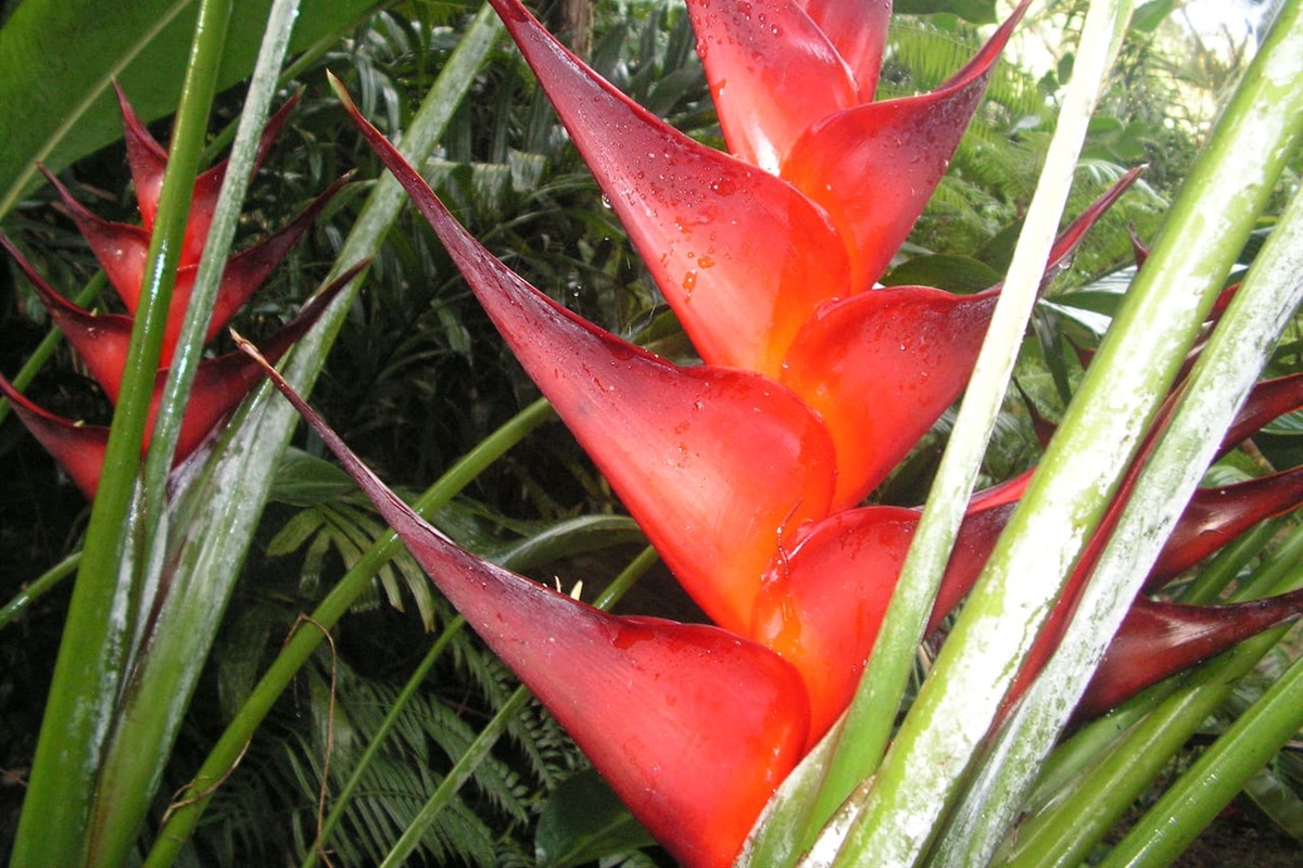 Heliconia - red