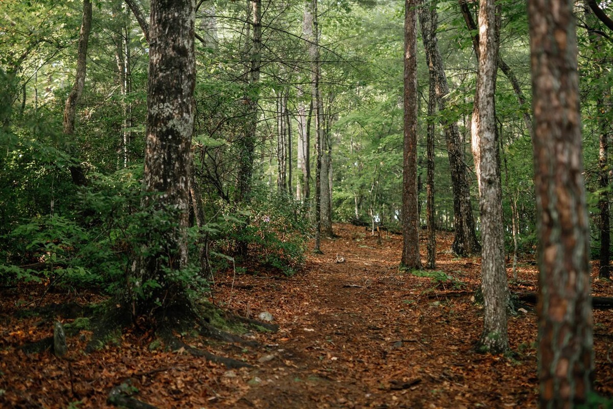 Private hiking trails through the forest on the property. 