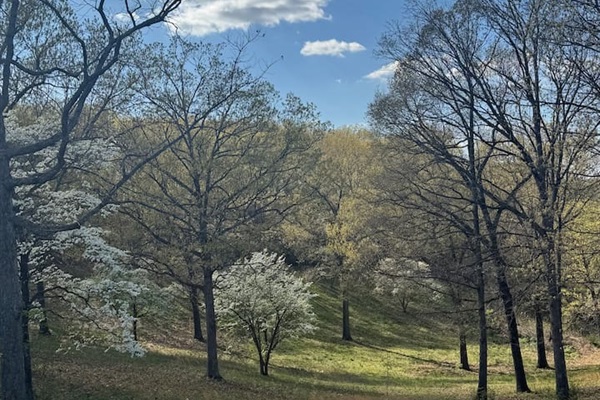 Spring is Beautiful in the Ozarks