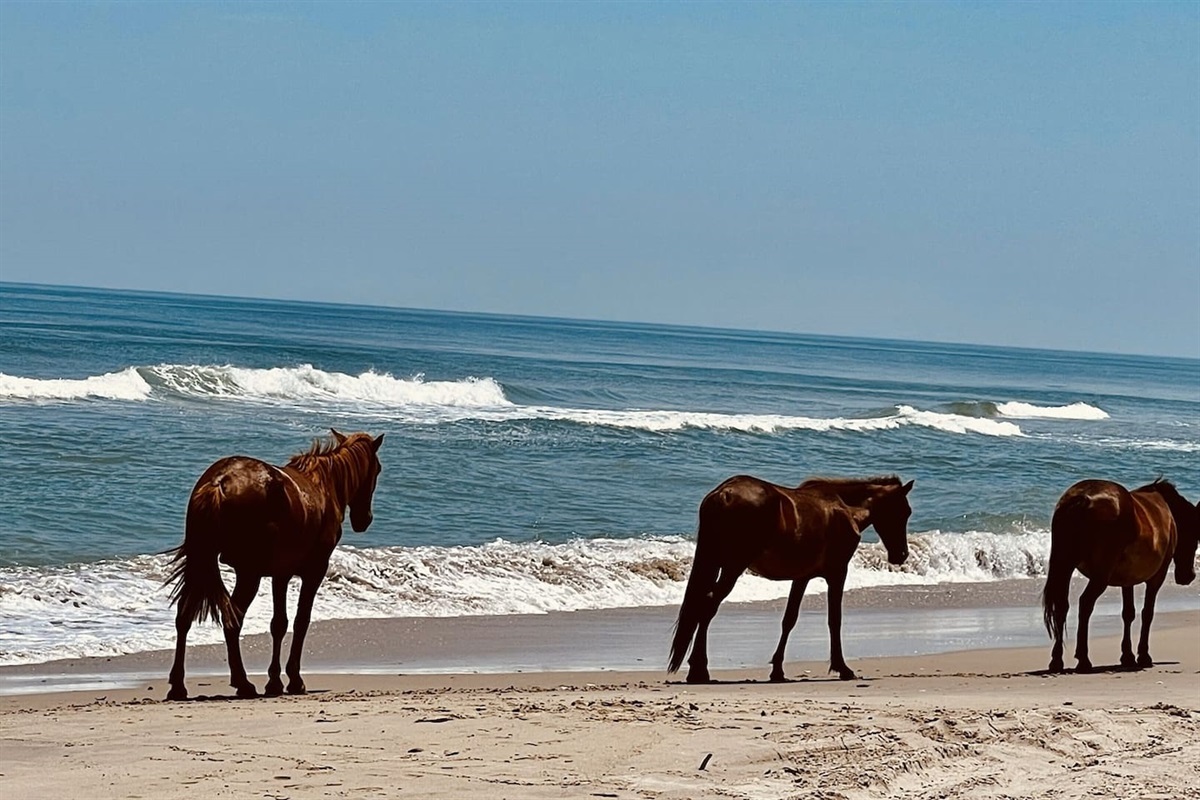 Beautiful, wide-open views of the coast. A great spot for morning walks or watching the waves.