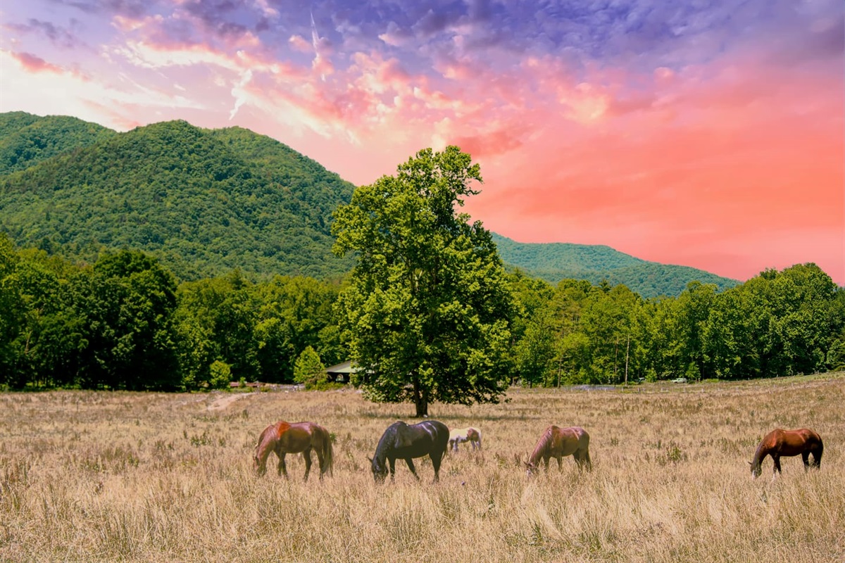 Horses near Cade's Cove, Great Smoky Mountain National Park