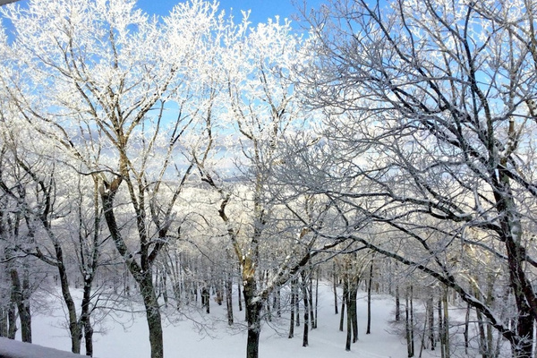 Snowy tree tops view from The Haven at Wintergreen