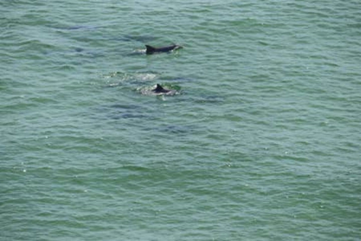 Dolphins from balcony