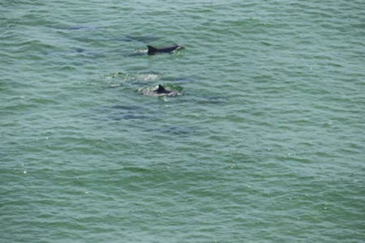 Dolphins from balcony