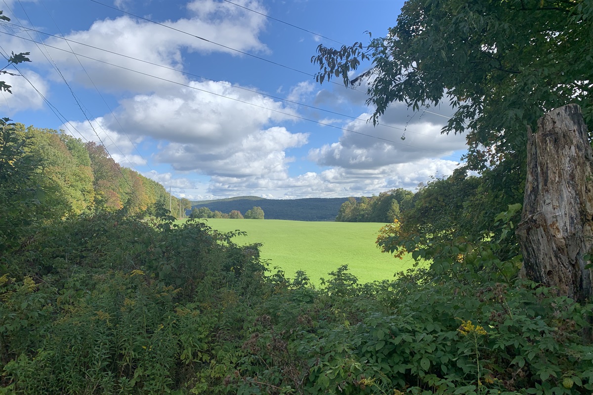 View from kitchen