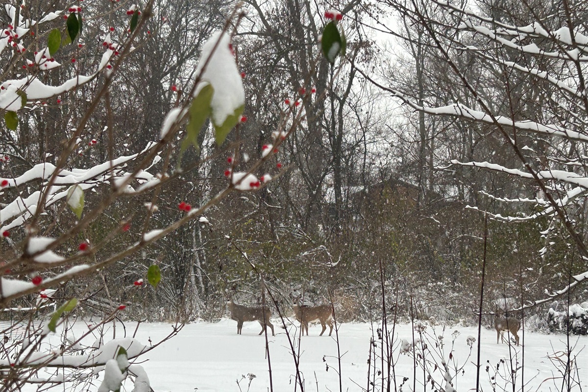 Deer stand out well against the white snow.