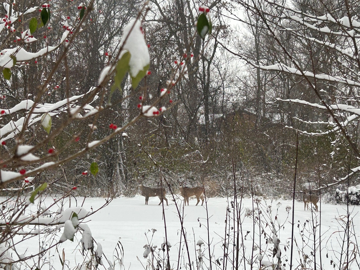 Deer stand out well against the white snow.