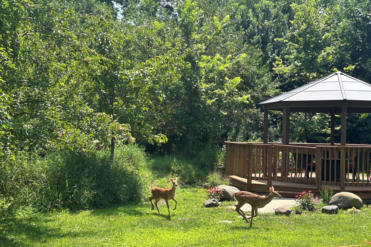 Surround yourself with nature as you relax in the gazebo.
