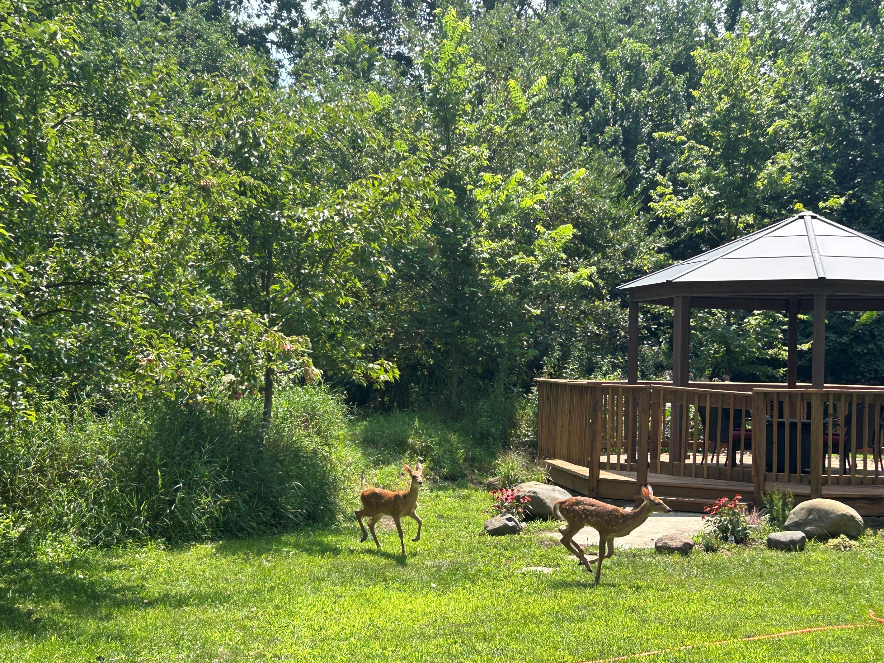 Surround yourself with nature as you relax in the gazebo.