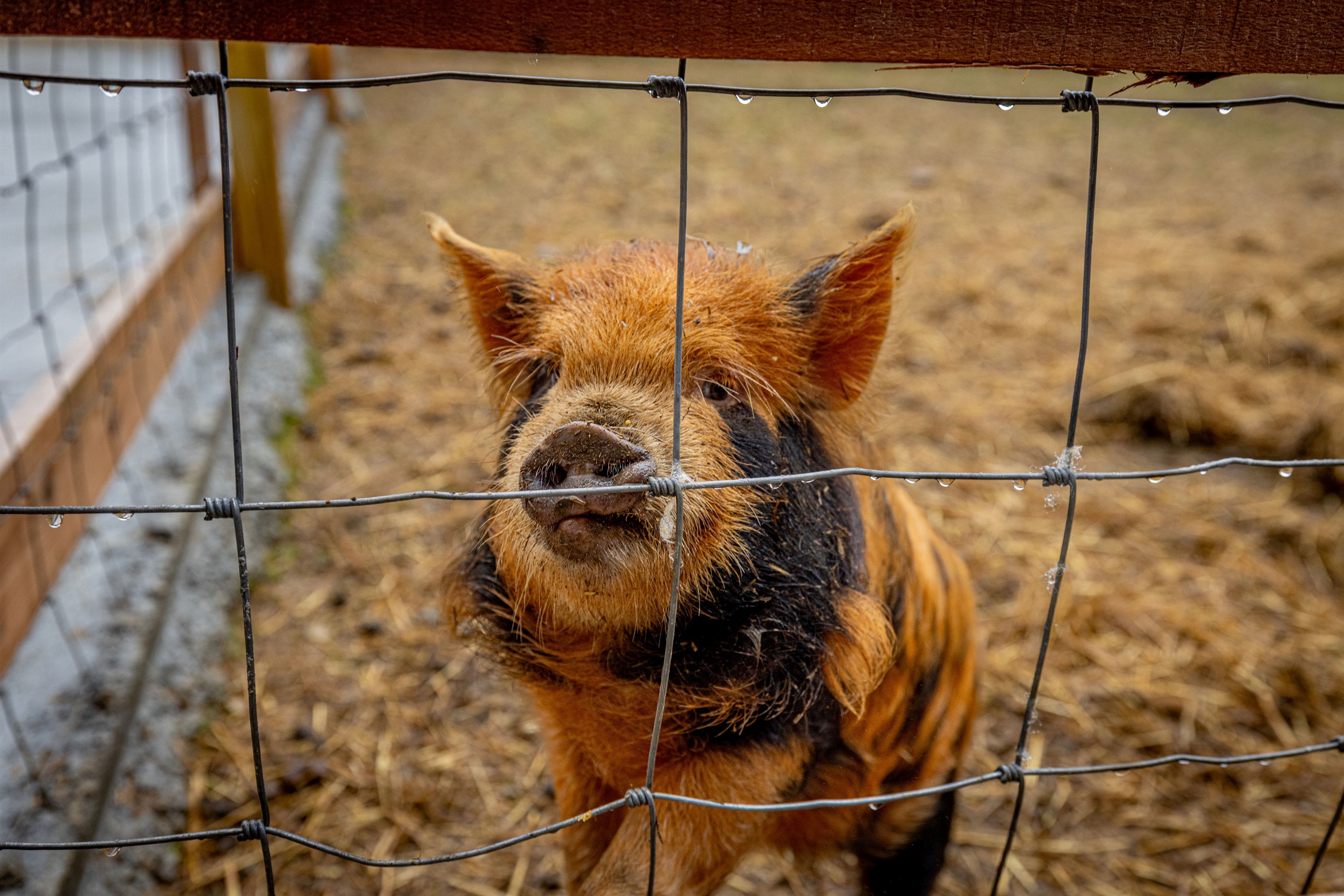 Community amenities include a petting zoo!