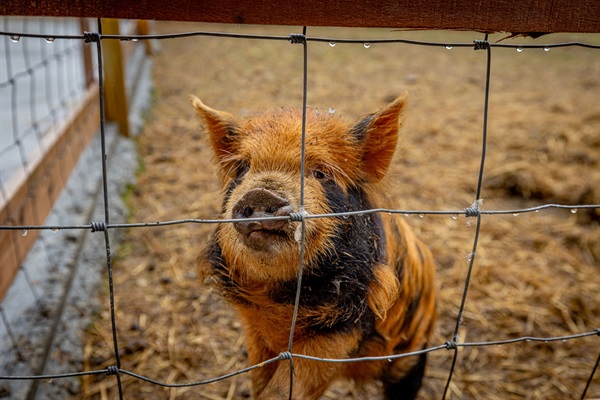 Community amenities include a petting zoo!