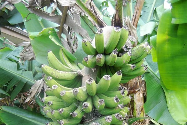 Bananas ready for harvest.