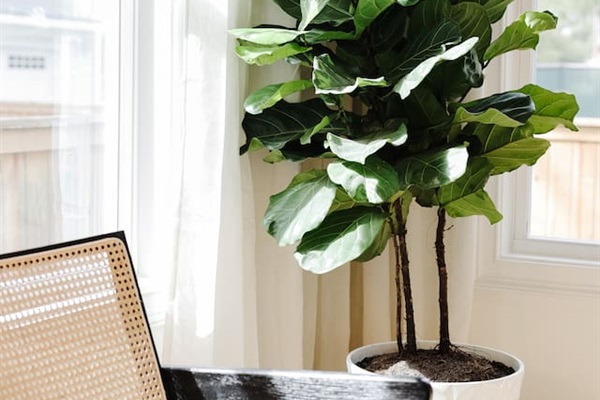 The light-filled living room features an oversized Floyd couch, a 70" smart TV and an open floor plan that flows seamlessly into the kitchen and dining areas. Great spot for hanging with a large group.