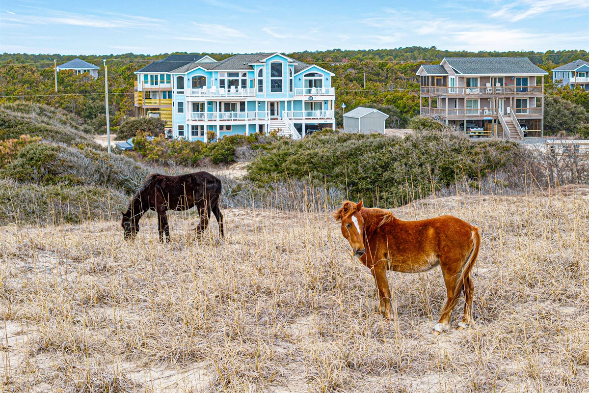 Wild horses across from the house