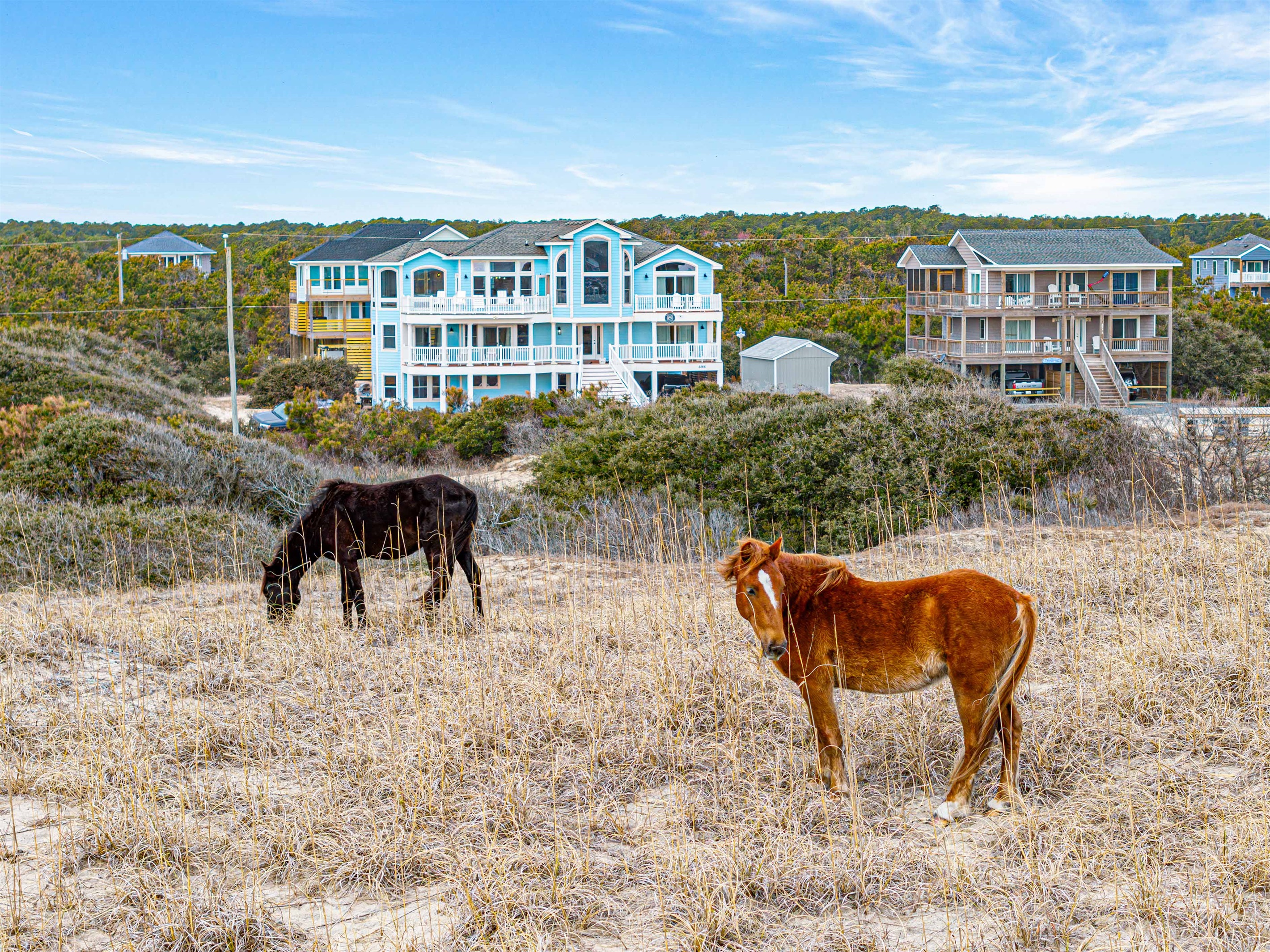 Wild horses across from the house