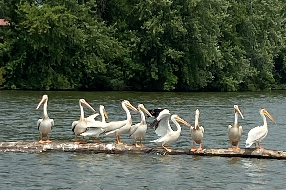 A common sight on the Big Eau Pleins