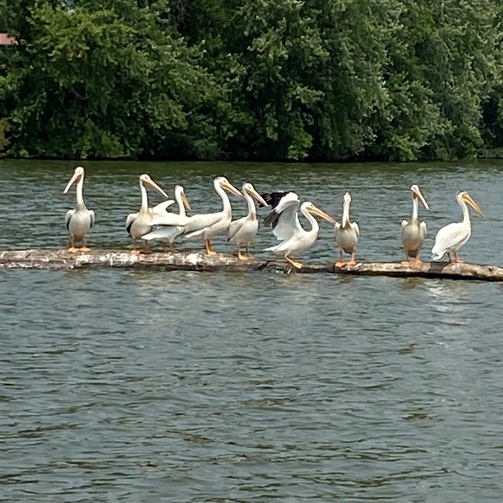 A common sight on the Big Eau Pleins
