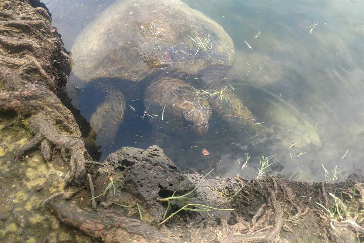 Turtles are frequent guests on Hilo Beaches