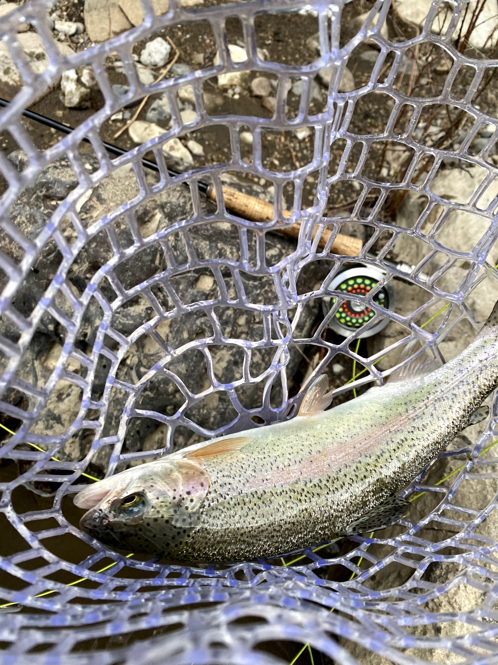Rainbow Trout